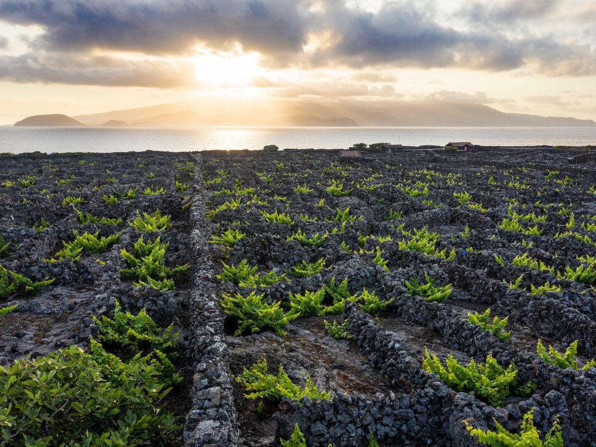 vigne pico acores