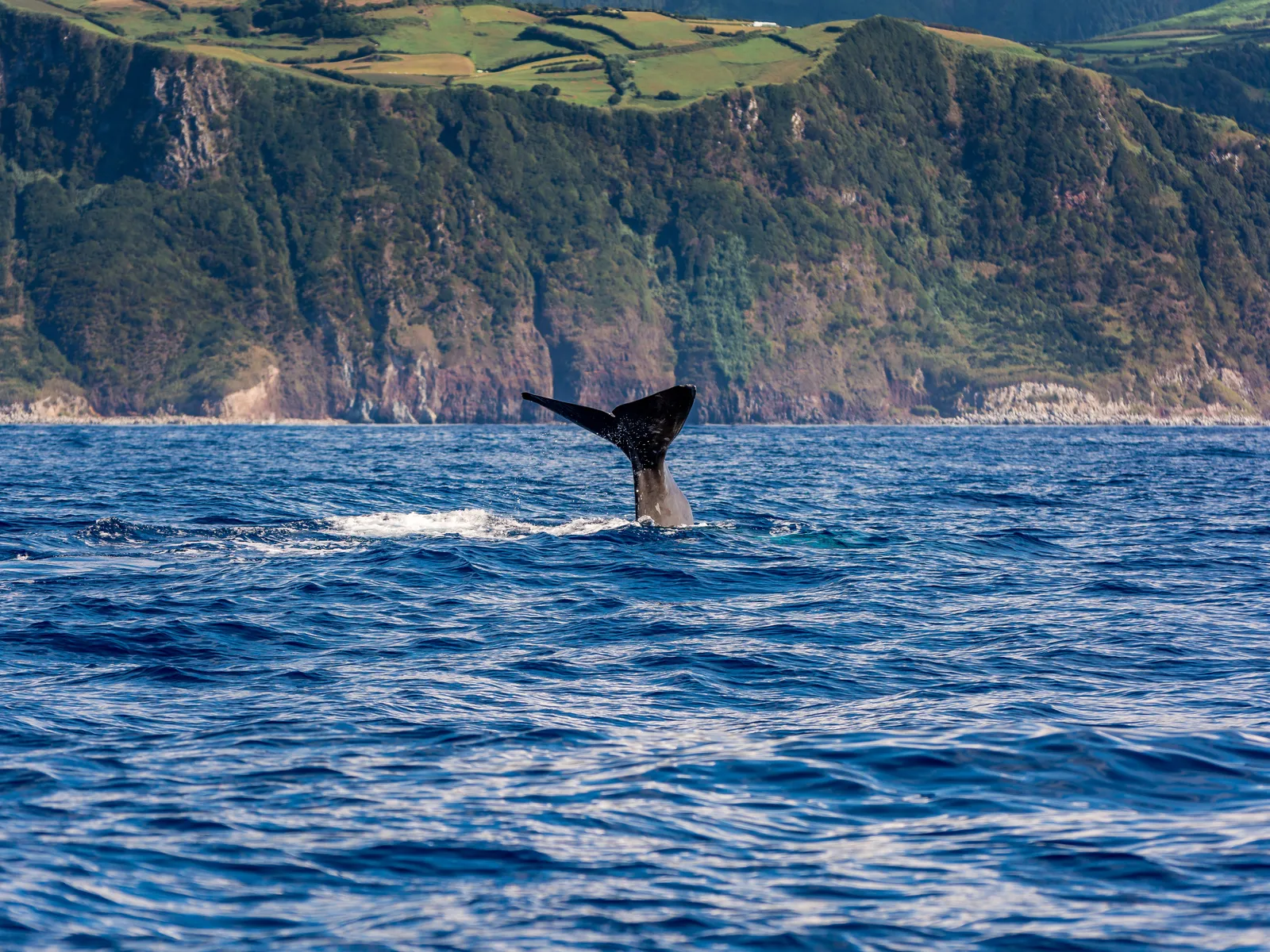 observation baleine sao miguel