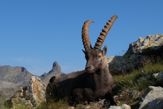Grande Traversée des Alpes étape 4, du Mercantour à la mer