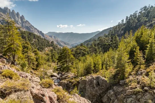 rocks pine trees and mountains in central corsica frac02
