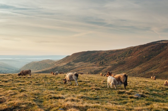 paysages aubrac cantal 