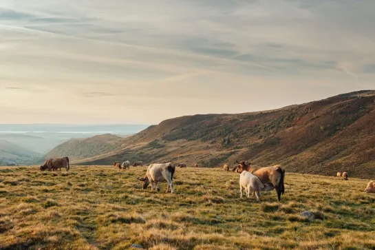 aubrac dans le cantal v2