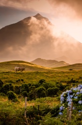 pico iles des acores