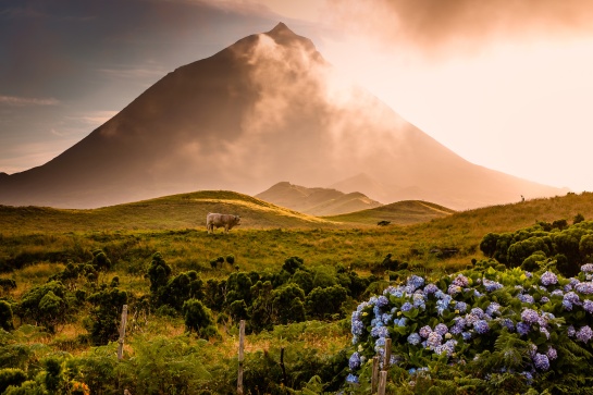 Pico island, land of contrasts