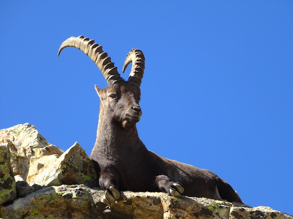 Une impressionnante diversité animales